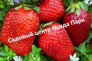 Клубника Гора Эверест