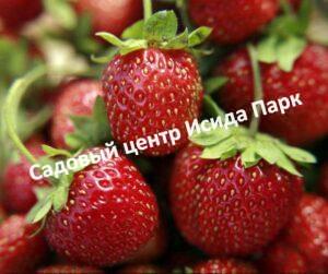 Клубника Искушение