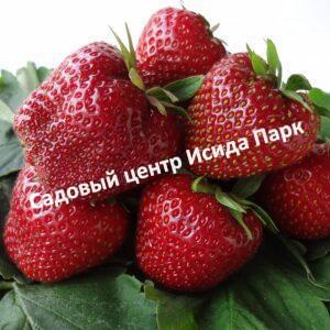 Клубника Крапо-10
