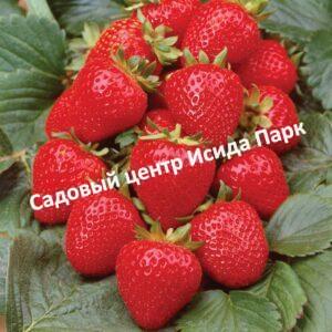 Клубника Красная шапочка