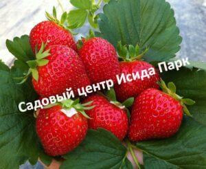 Клубника Любава