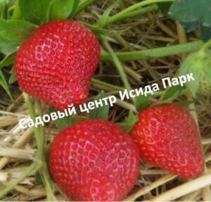 Клубника Маджестик