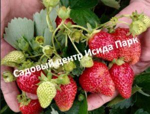 Клубника Маригет