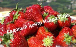 Клубника Медовое лето