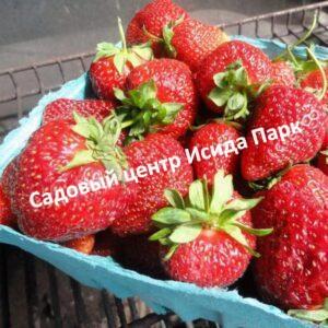 Клубника Монтерей