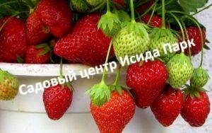 Клубника Московский деликатес