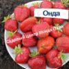 Клубника Онда 1