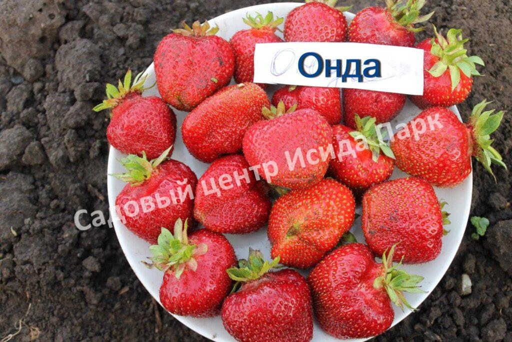 Клубника Онда