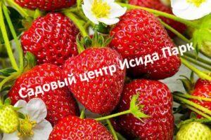 Клубника Остара