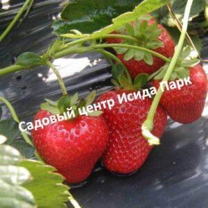 Клубника Портола