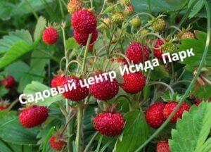 Клубника Регина