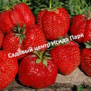Клубника Великобритания