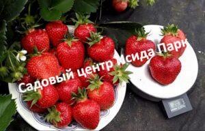 Клубника Верона