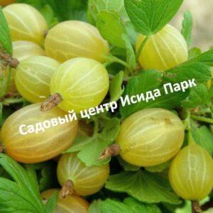 Крыжовник Алтайский номерной