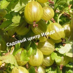 Крыжовник Белорусский сахарный