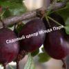 Крыжовник Челябинский слабошиповатый 1