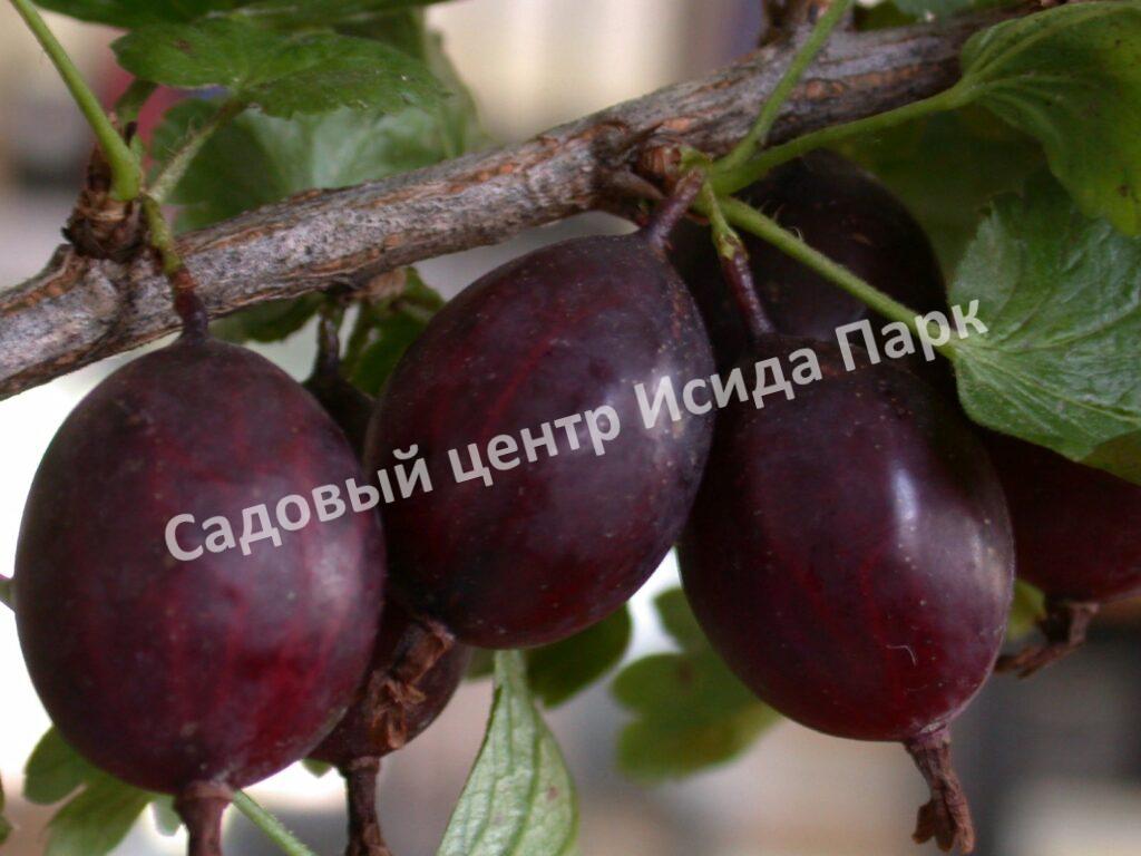 Крыжовник Челябинский слабошиповатый