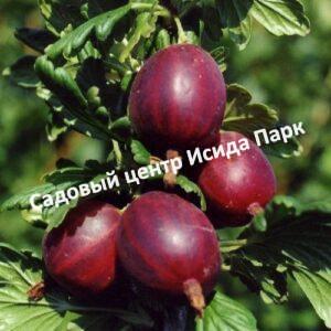 Крыжовник Ленинградский великан