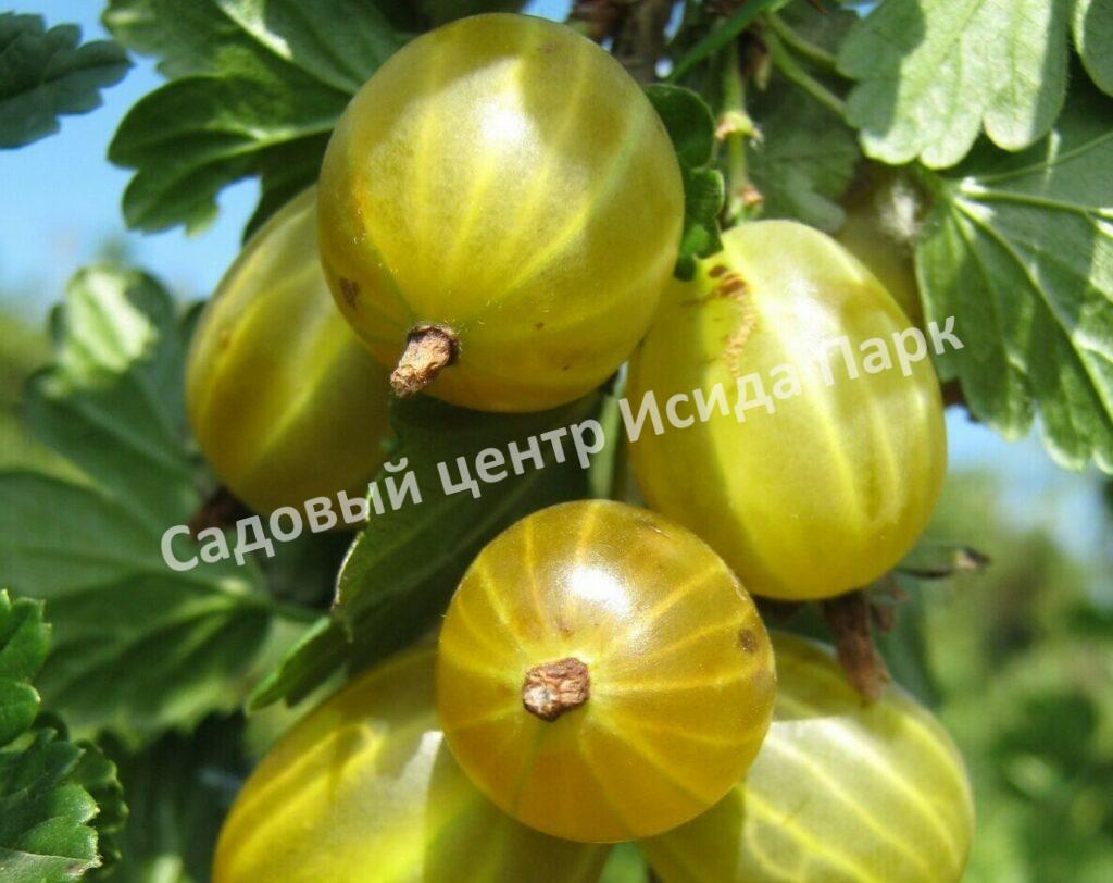 Крыжовник Шалун
