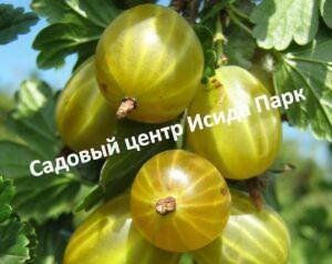 Крыжовник Шалун