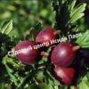 Крыжовник Сириус 1