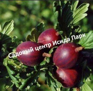 Крыжовник Сириус