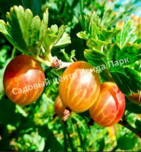 Крыжовник Янтарный