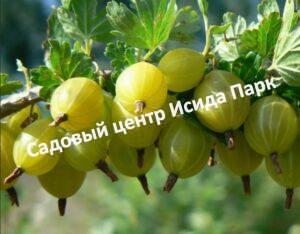 Крыжовник Юбилейный