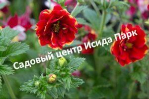 Лапчатка гибридная Арк Эн Силь