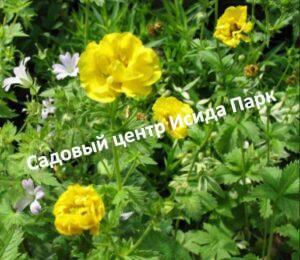 Лапчатка гибридная Еллоу Квин