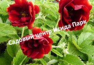 Лапчатка гибридная Фламбоит