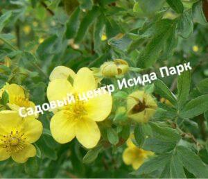 Лапчатка гибридная Фридрихсена
