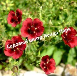 Лапчатка гибридная Монарх Вельвет
