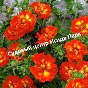 Лапчатка гибридная Вильям Роллисон