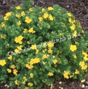 Лапчатка кустарниковая Дакота Санспот