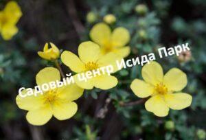 Лапчатка кустарниковая Элизабет