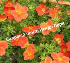 Лапчатка кустарниковая Хоплейз Оранж