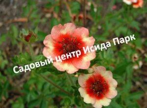 Лапчатка непальская Флорис