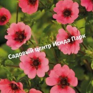 Лапчатка непальская Легенда