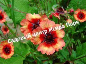 Лапчатка непальская Роксана