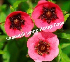 Лапчатка непальская Рон Мак Бис