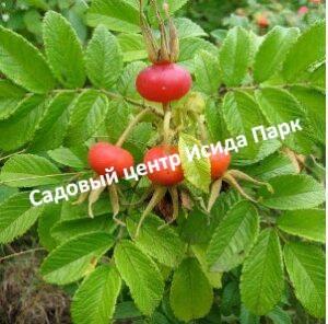 Шиповник Анкус