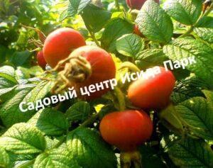 Шиповник Дар лета