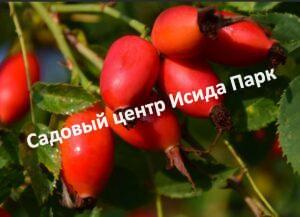 Шиповник Десертный