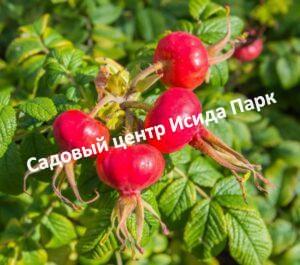 Шиповник Гроссевический