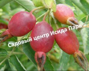 Шиповник Капитан