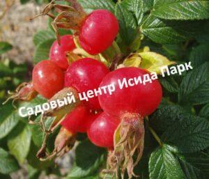 Шиповник Колобок