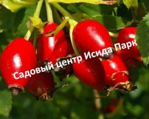 Шиповник Луч