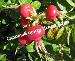 Шиповник Мичуринский юбилейный