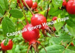 Шиповник Огни Самары